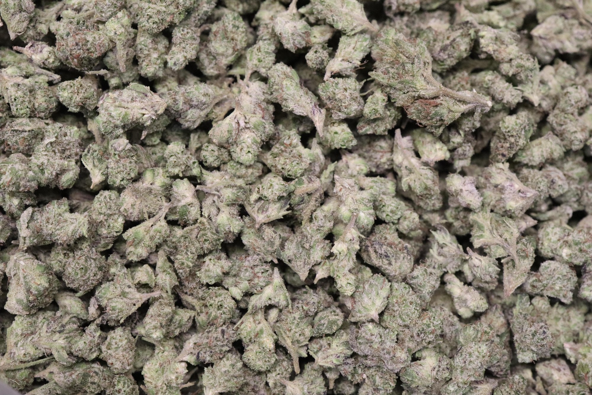 Blueberry Sugars AAA Smalls