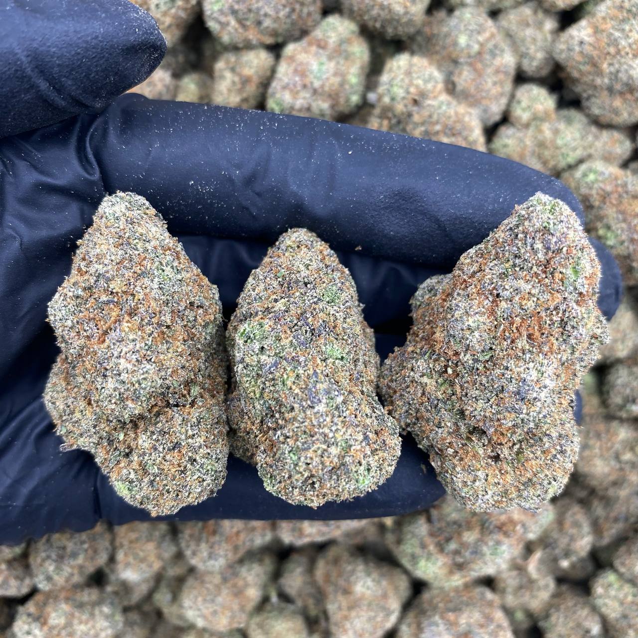 Biscotti Gas
