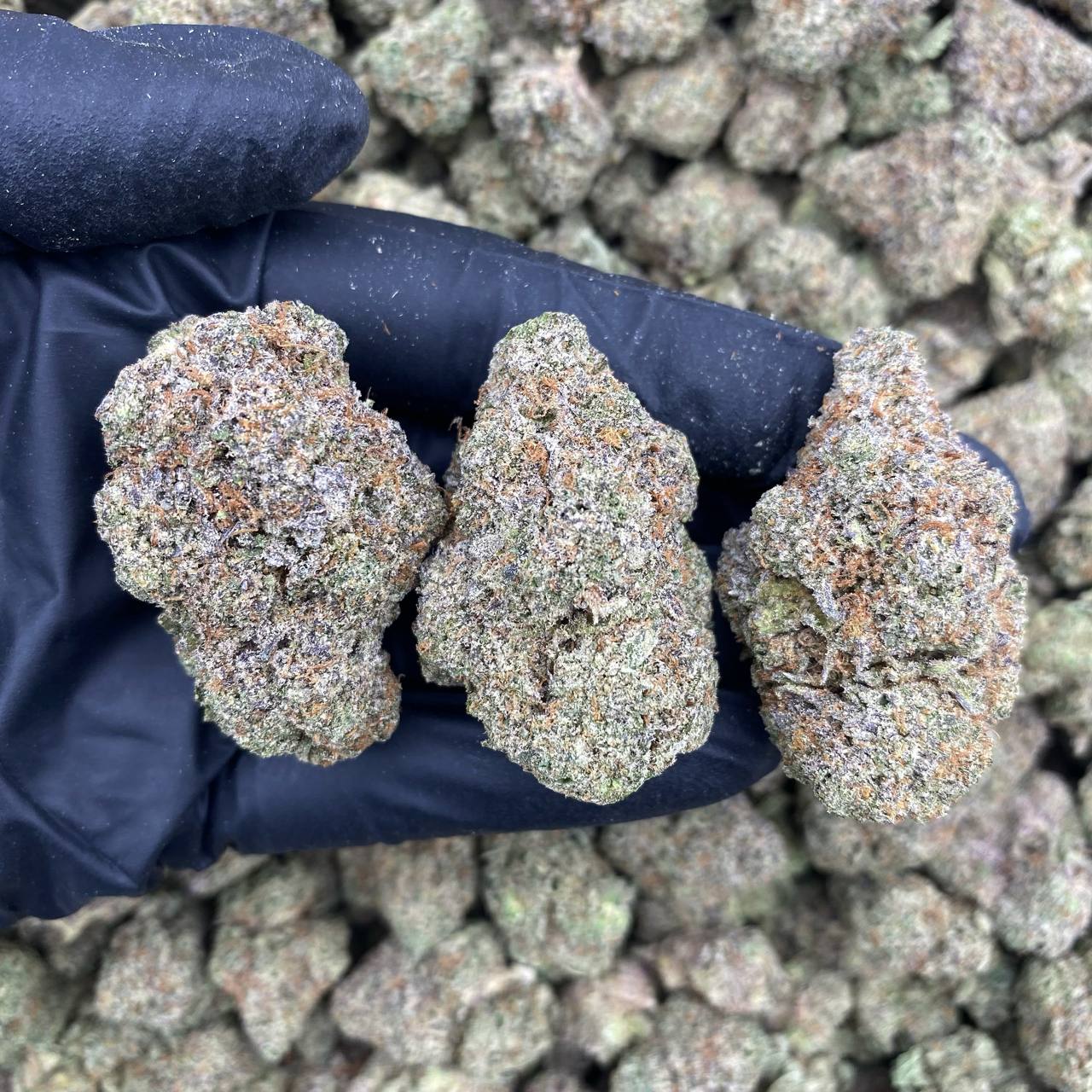 Sugar Candy