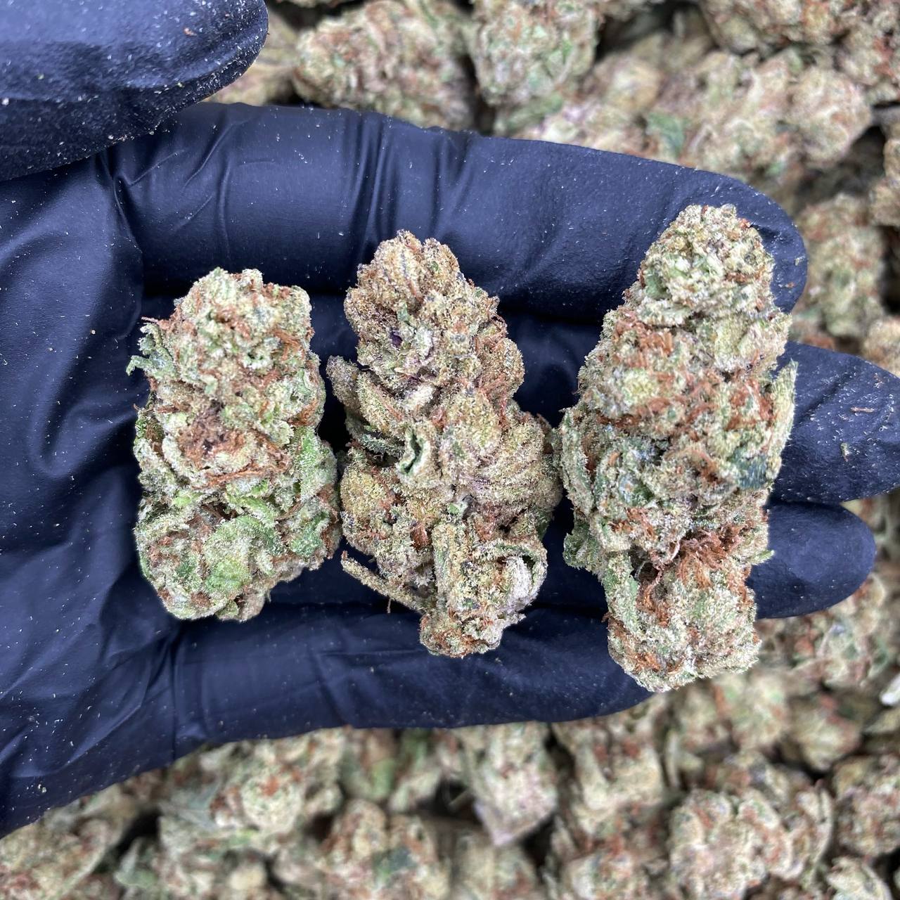Sugar Cookies