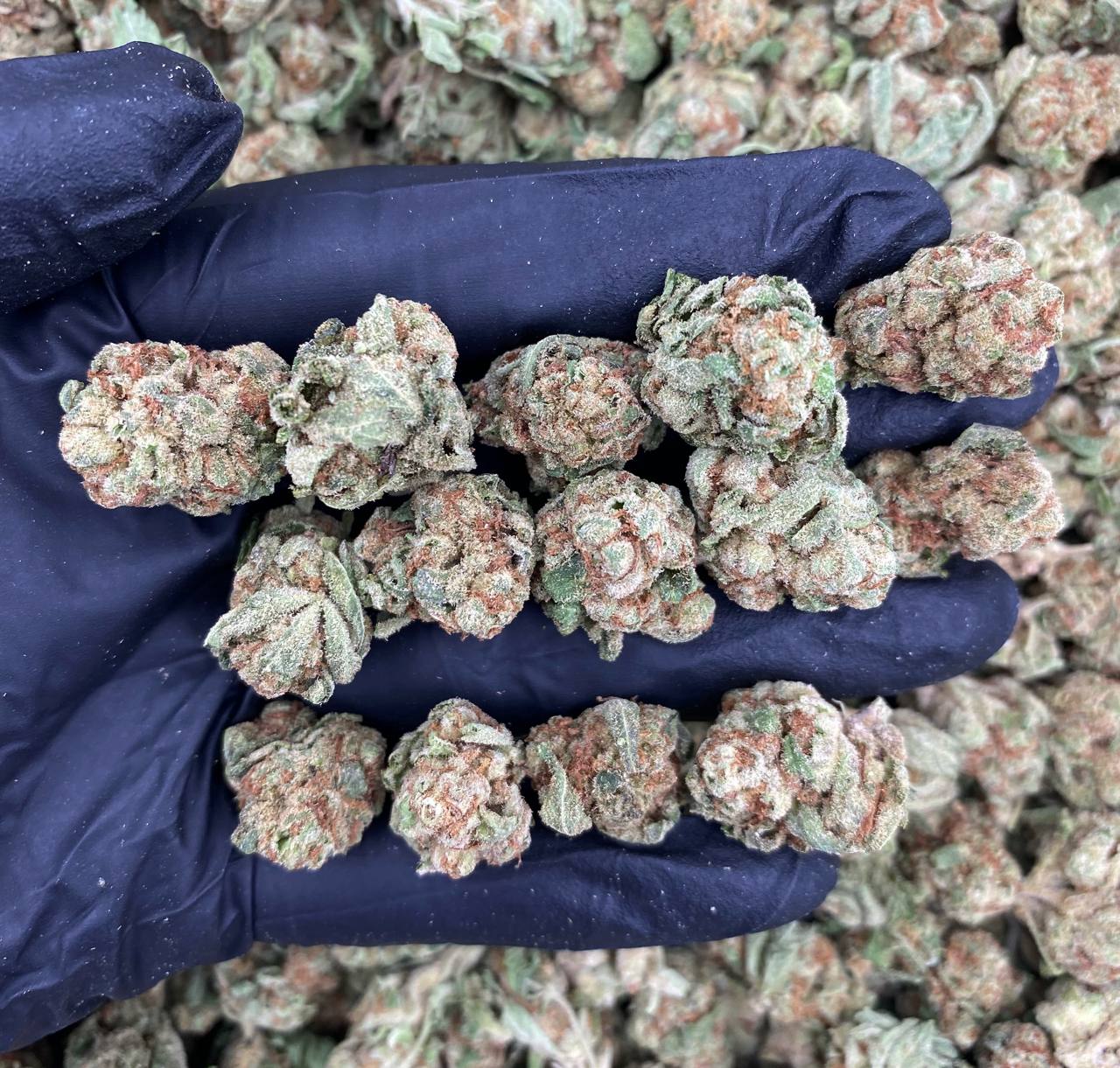 Sugar Cookies Smalls