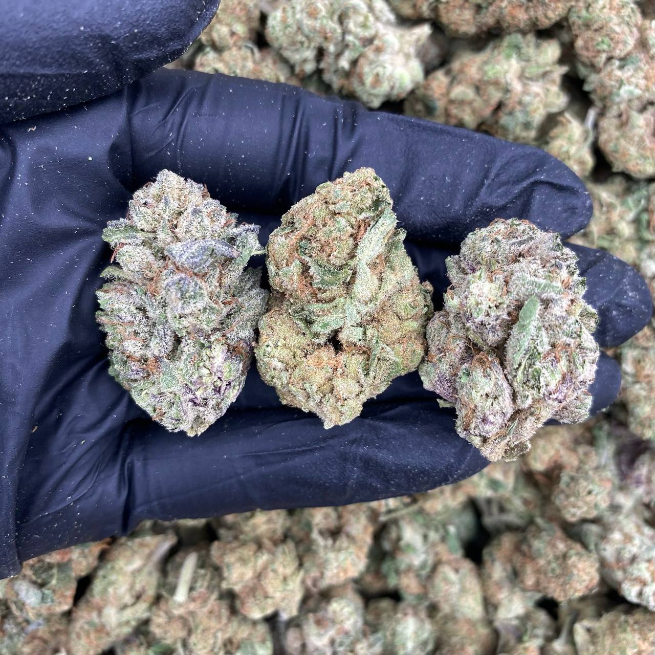 Dulce De Guava
