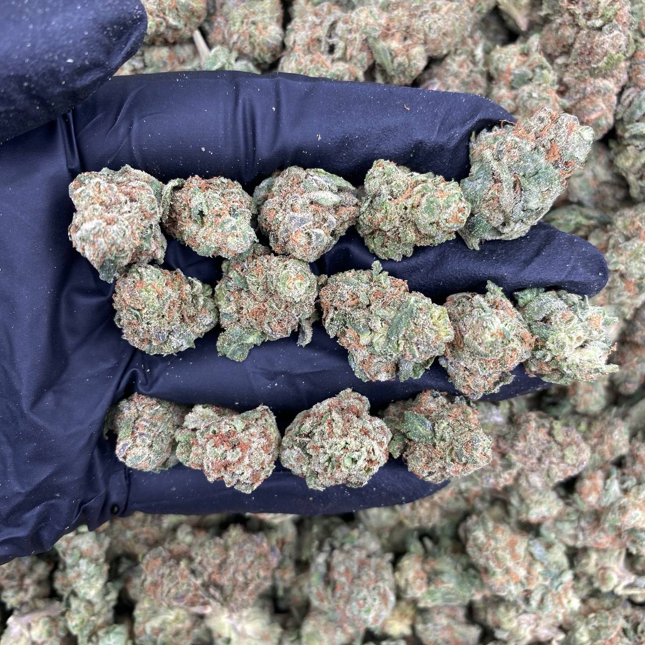 Tango Mango Smalls