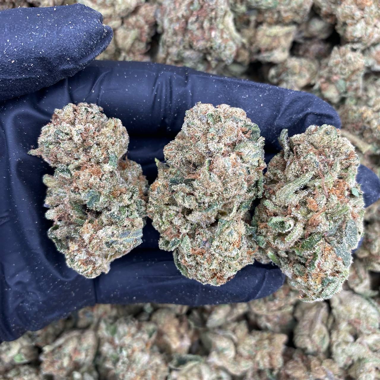 Euphoria