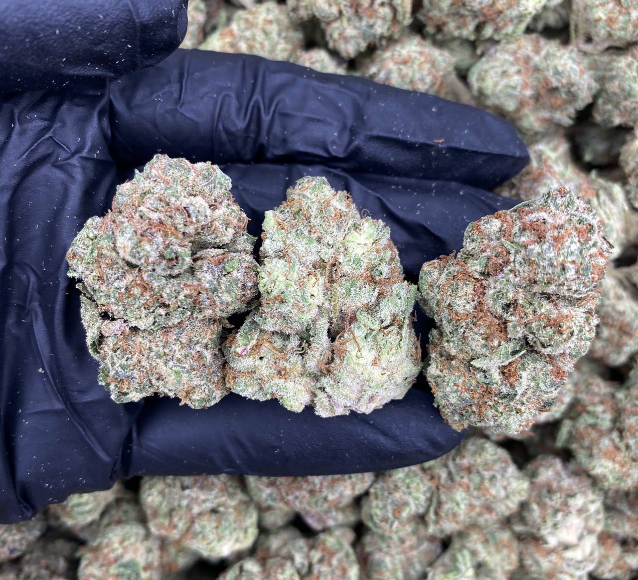 Blueberry Duntz