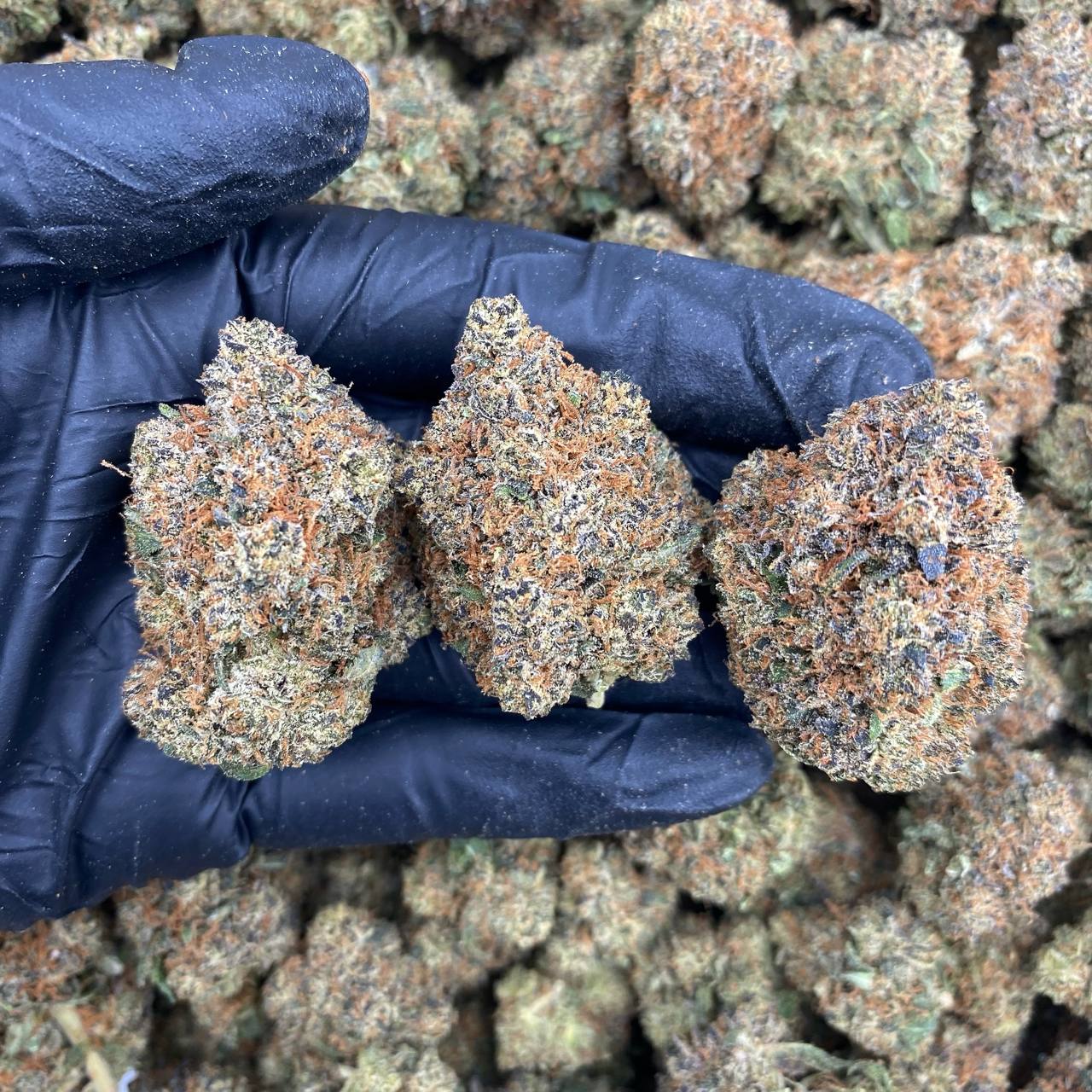 Lemon Cherry Xl