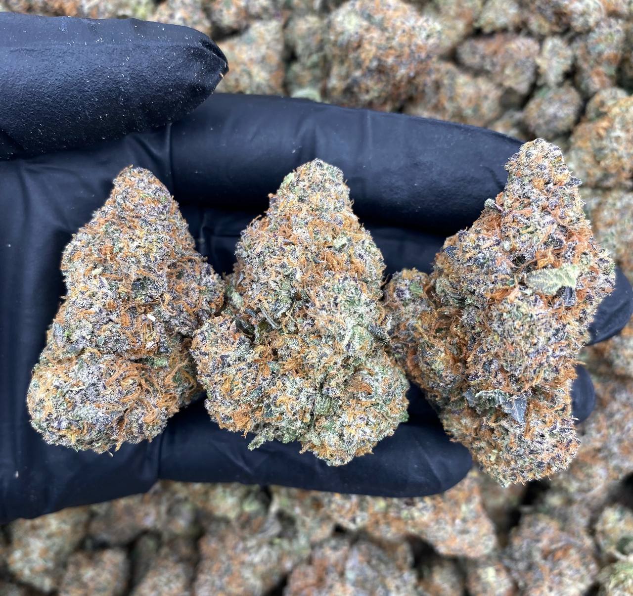 Pink Gelato Traditional