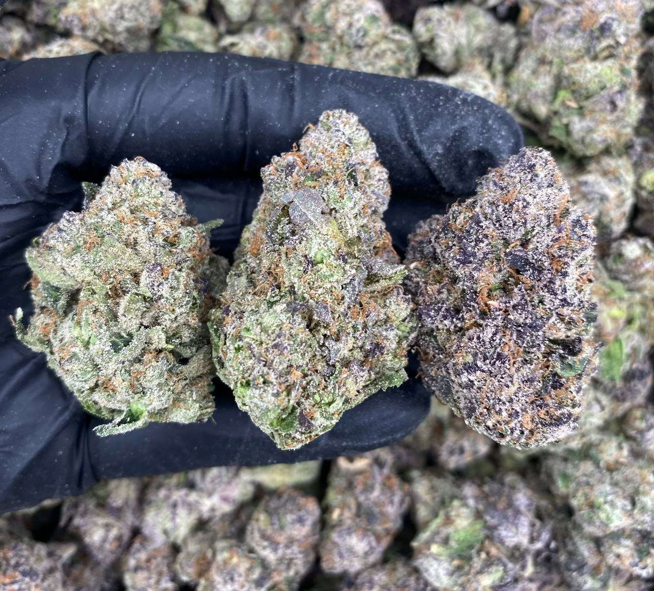 Blue Nerdz 2.0