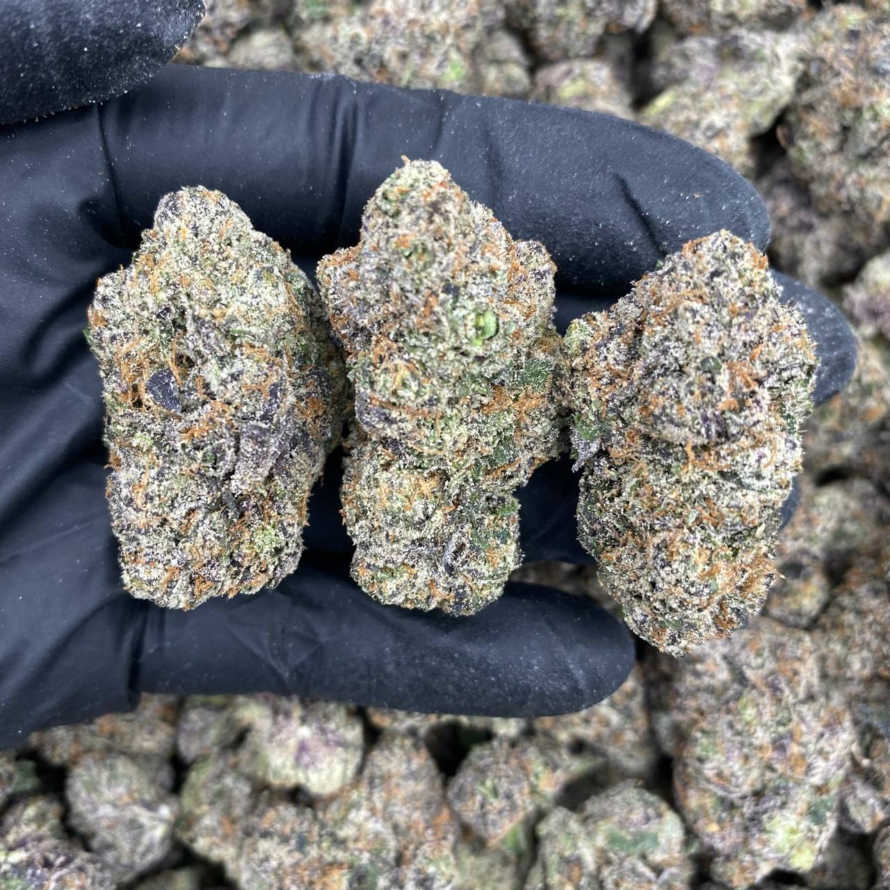 Grape Candy Rhino