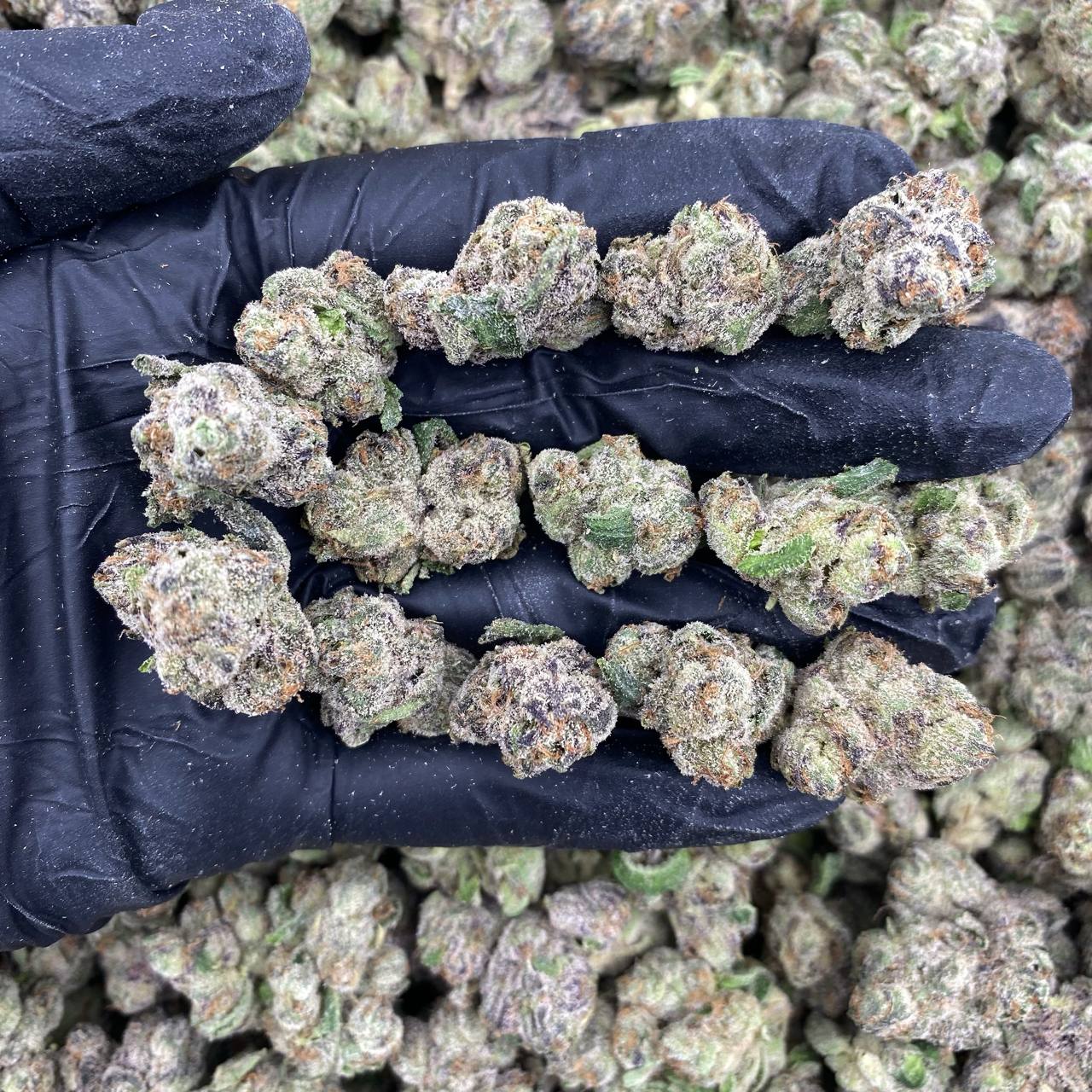 Blue Nerdz 2.0 Mediums
