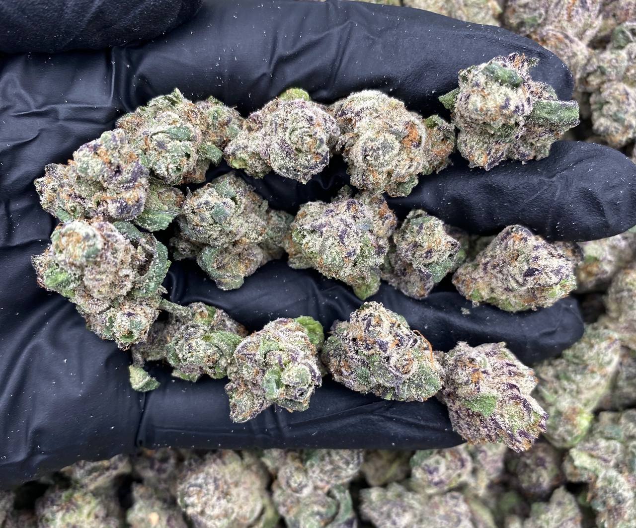 Gpop 2.0 Mediums