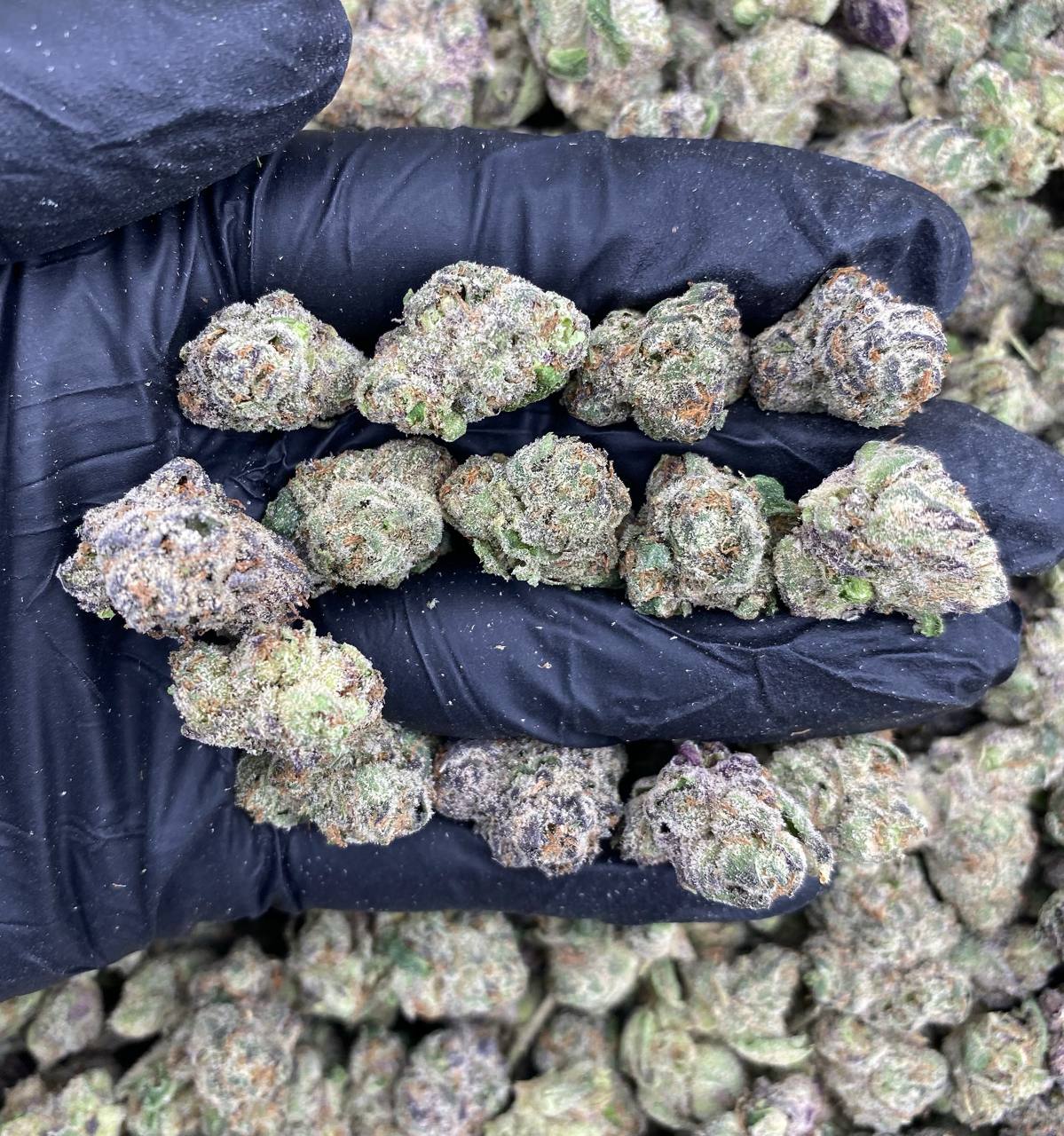 Cherry Limelade Mediums