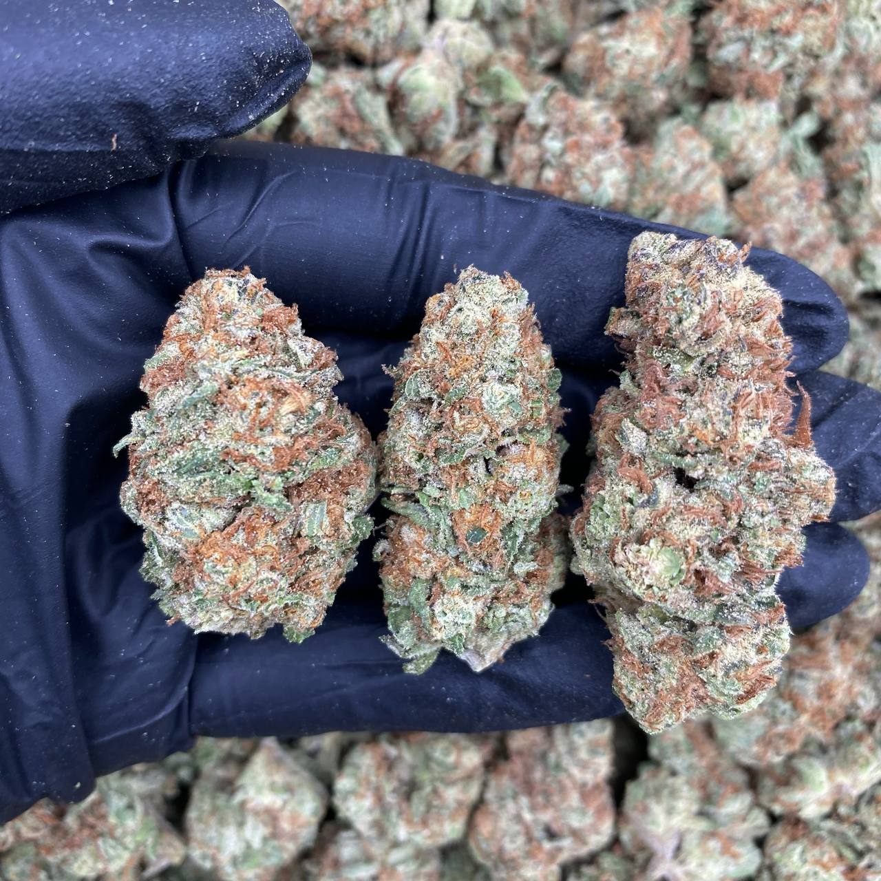 Garlic Popperz