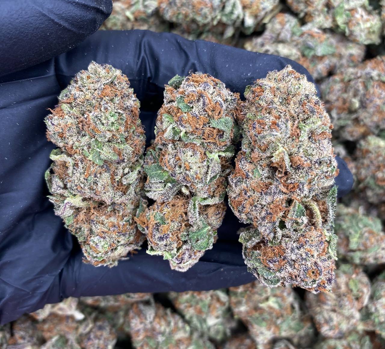 Lemon Tree Z