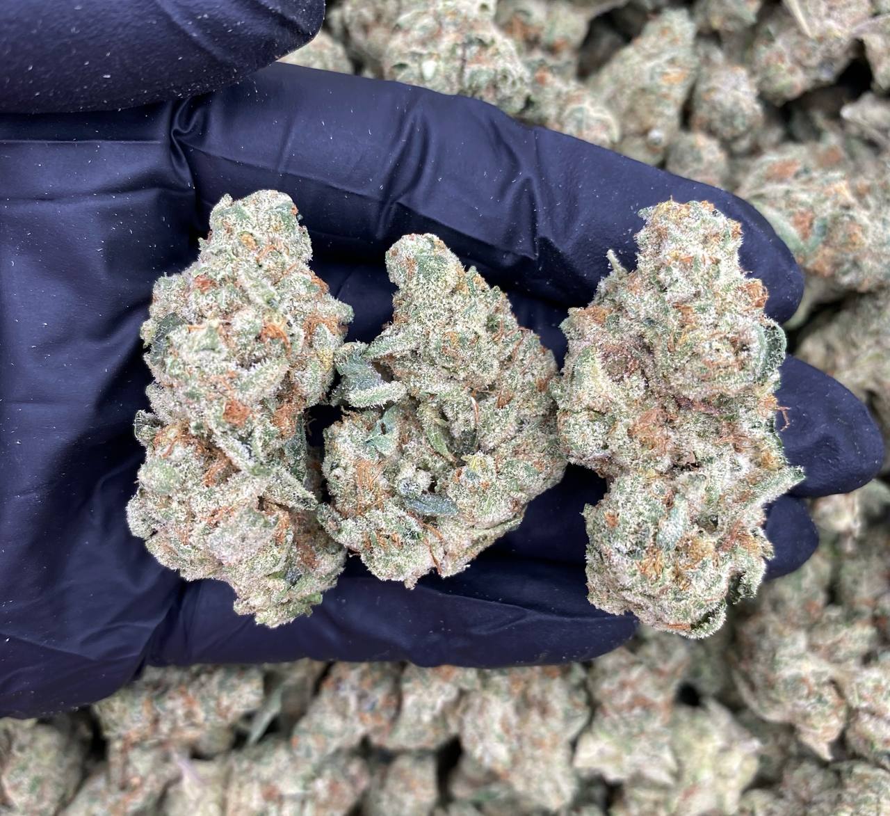 Gas OG