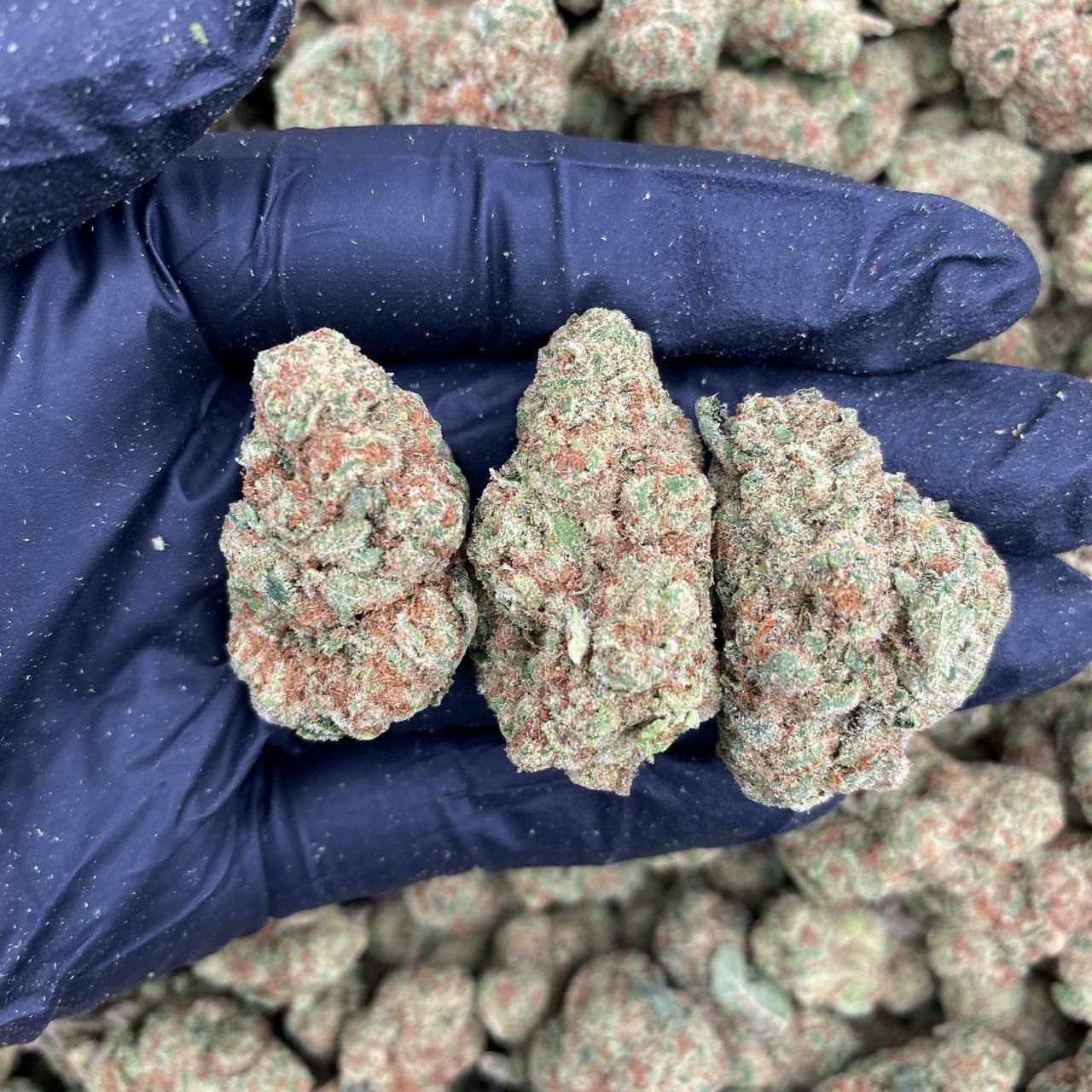 Space Rockz