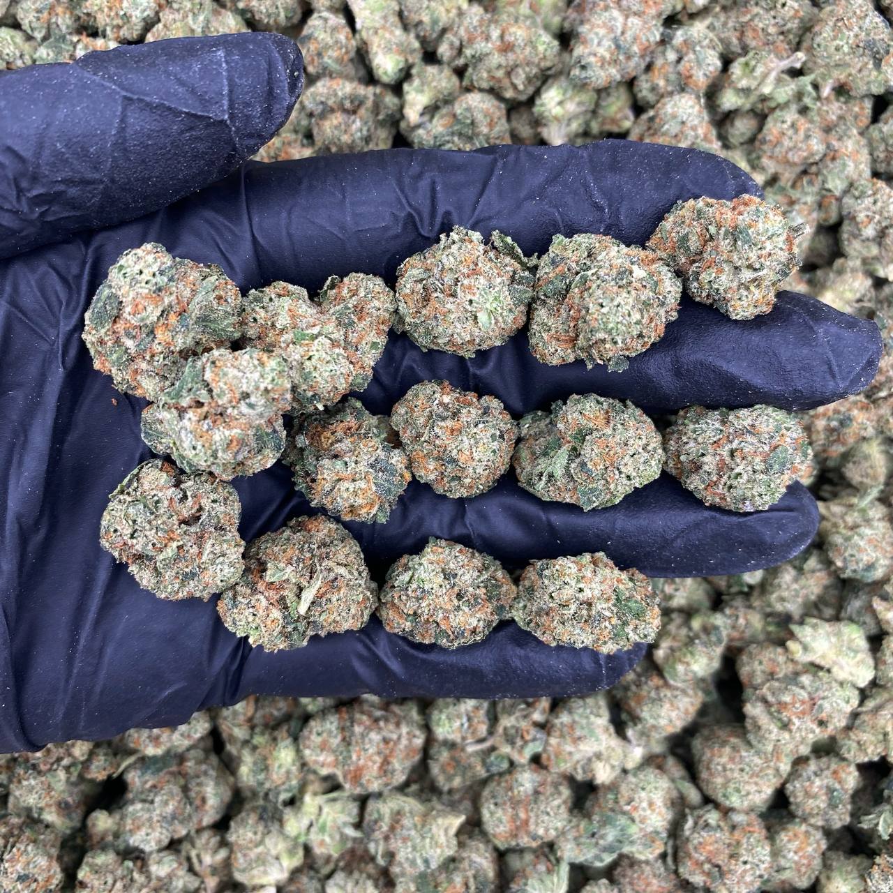 Blue Cookies Mediums