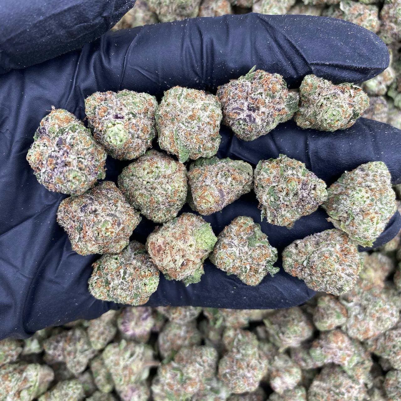 Animal Cocktail Mediums