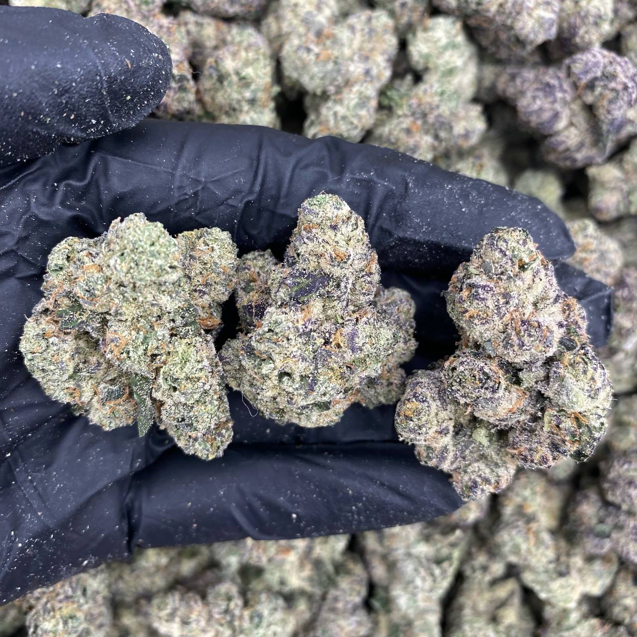 Variety V51