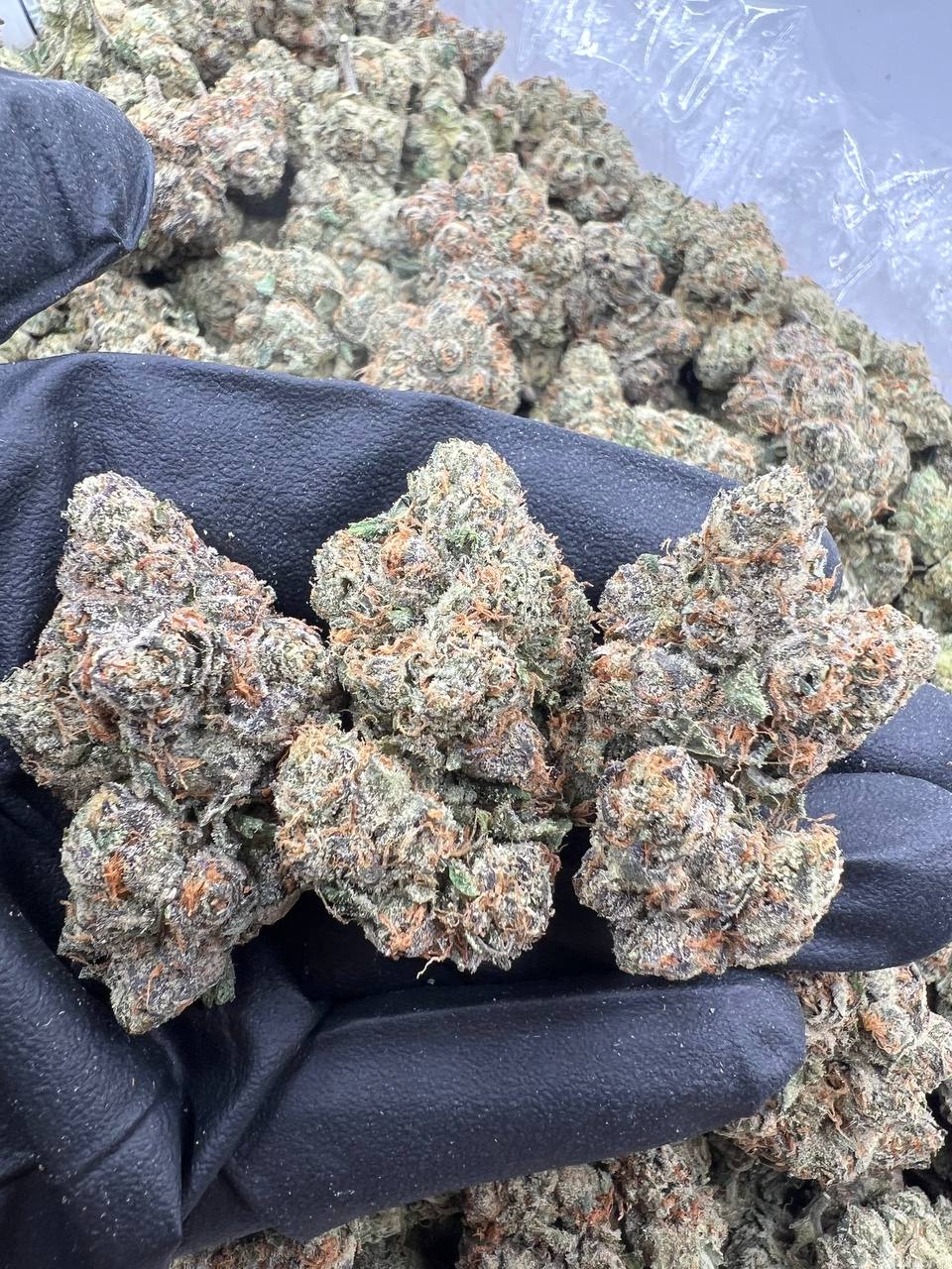 Wizard Gelato