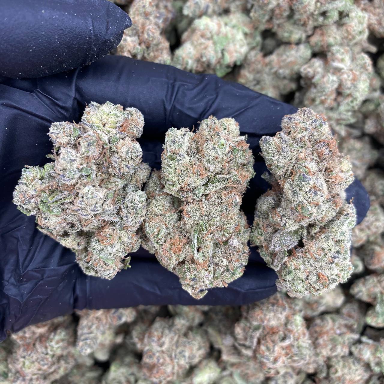 Galactic Pop