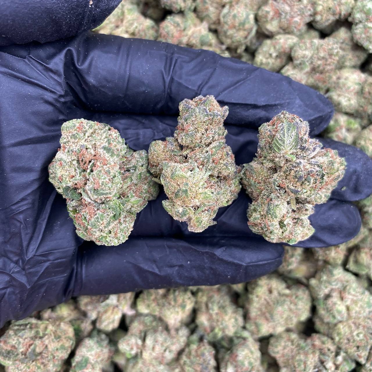 Blue Andeez