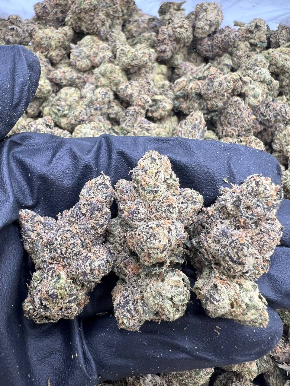 Super Lemon Candy