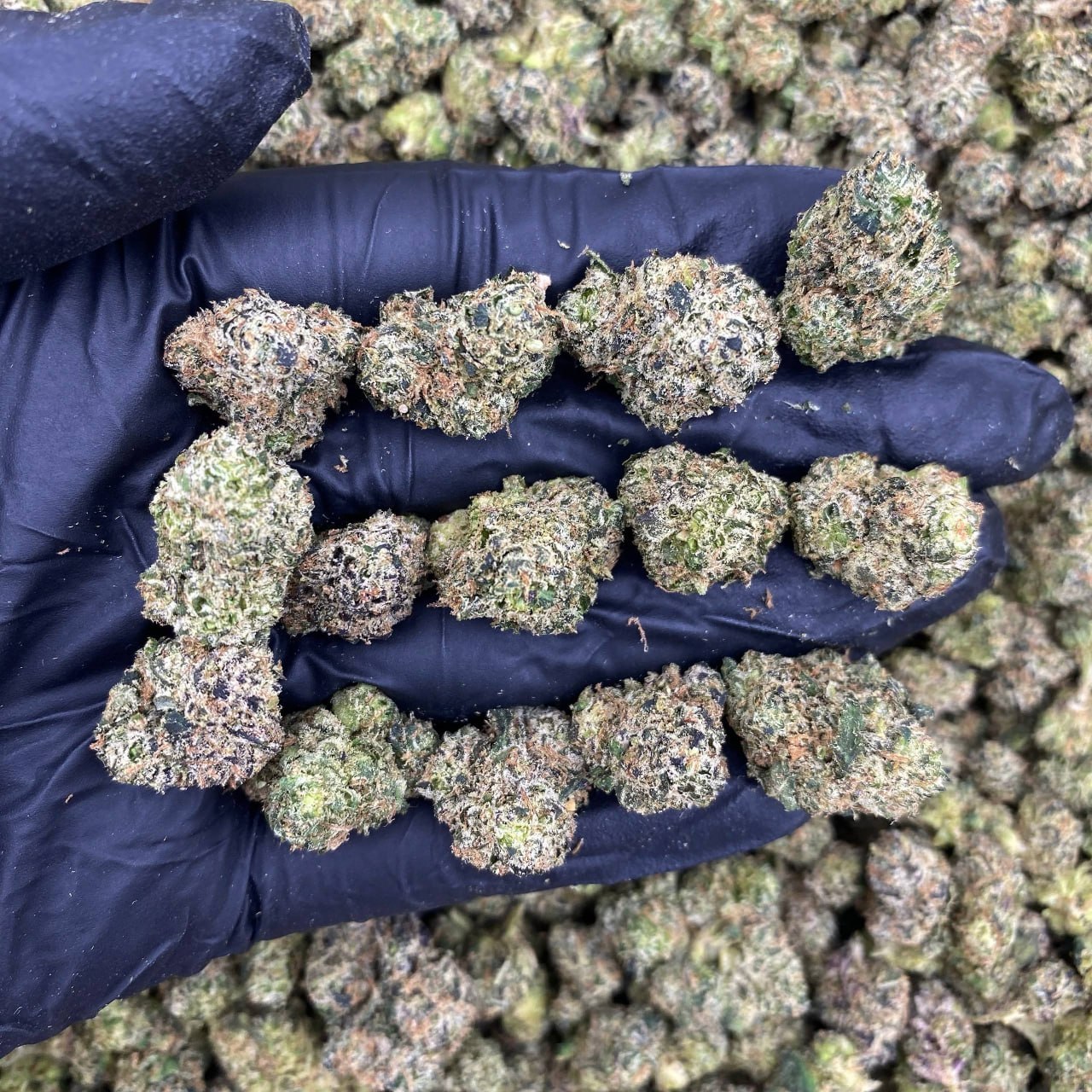 Sugar Bliss Smalls