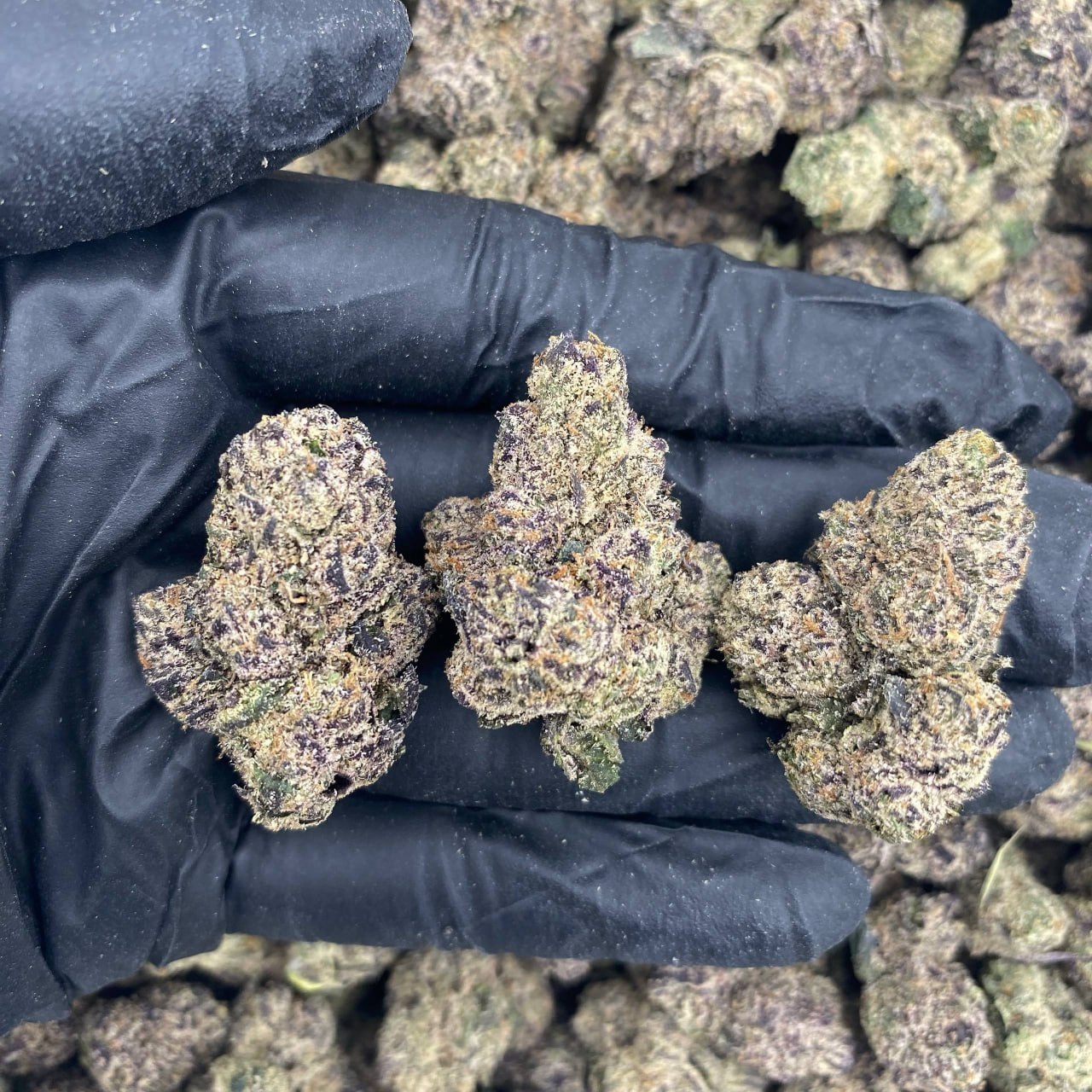 Grape Gobstopperz