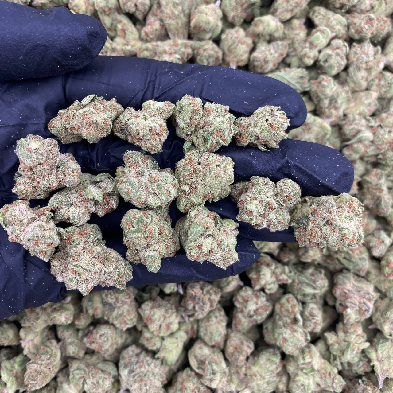Candylandia Smalls