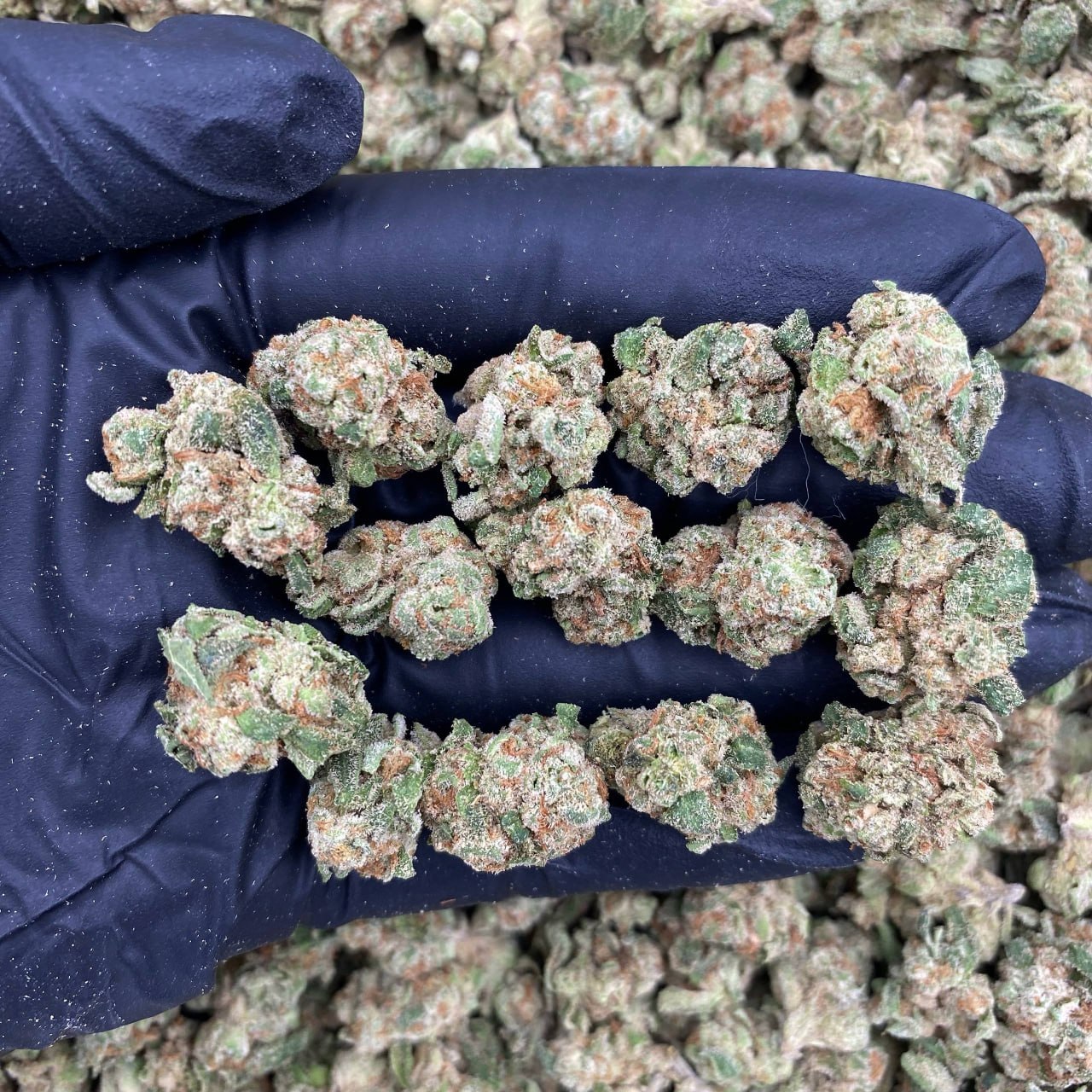Frosty Sugar Candy Smalls