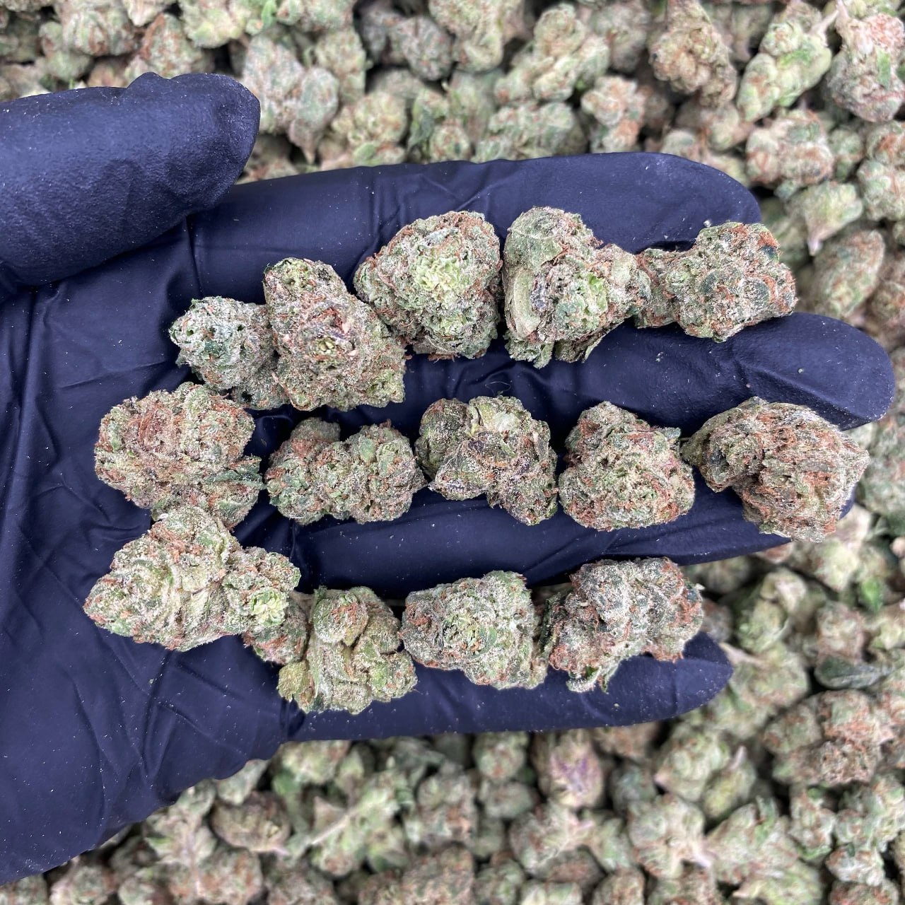 Blue Nukes Smalls