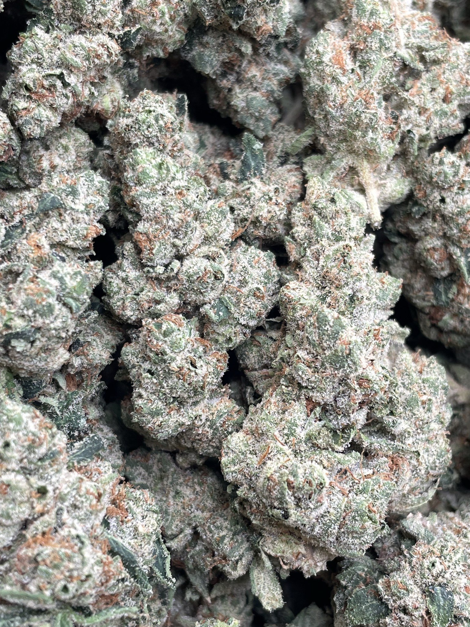 LEMON BEAN