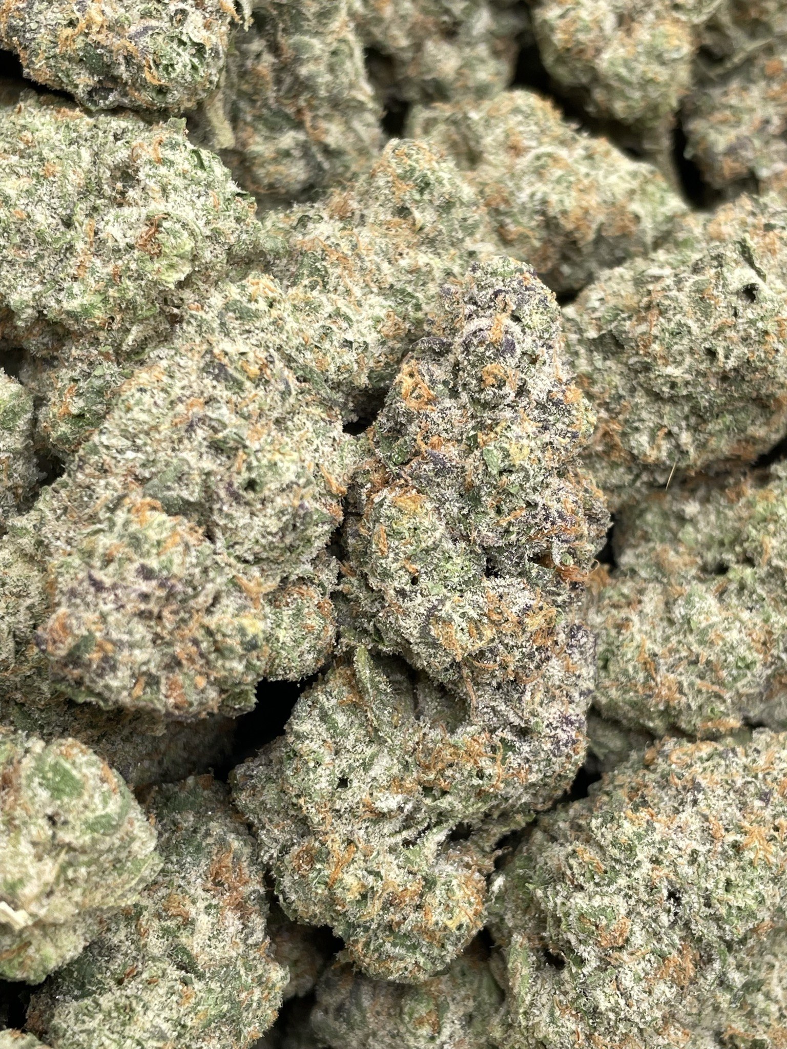 MOTOR BREATH X GATOR BREATH (06 OG 67)