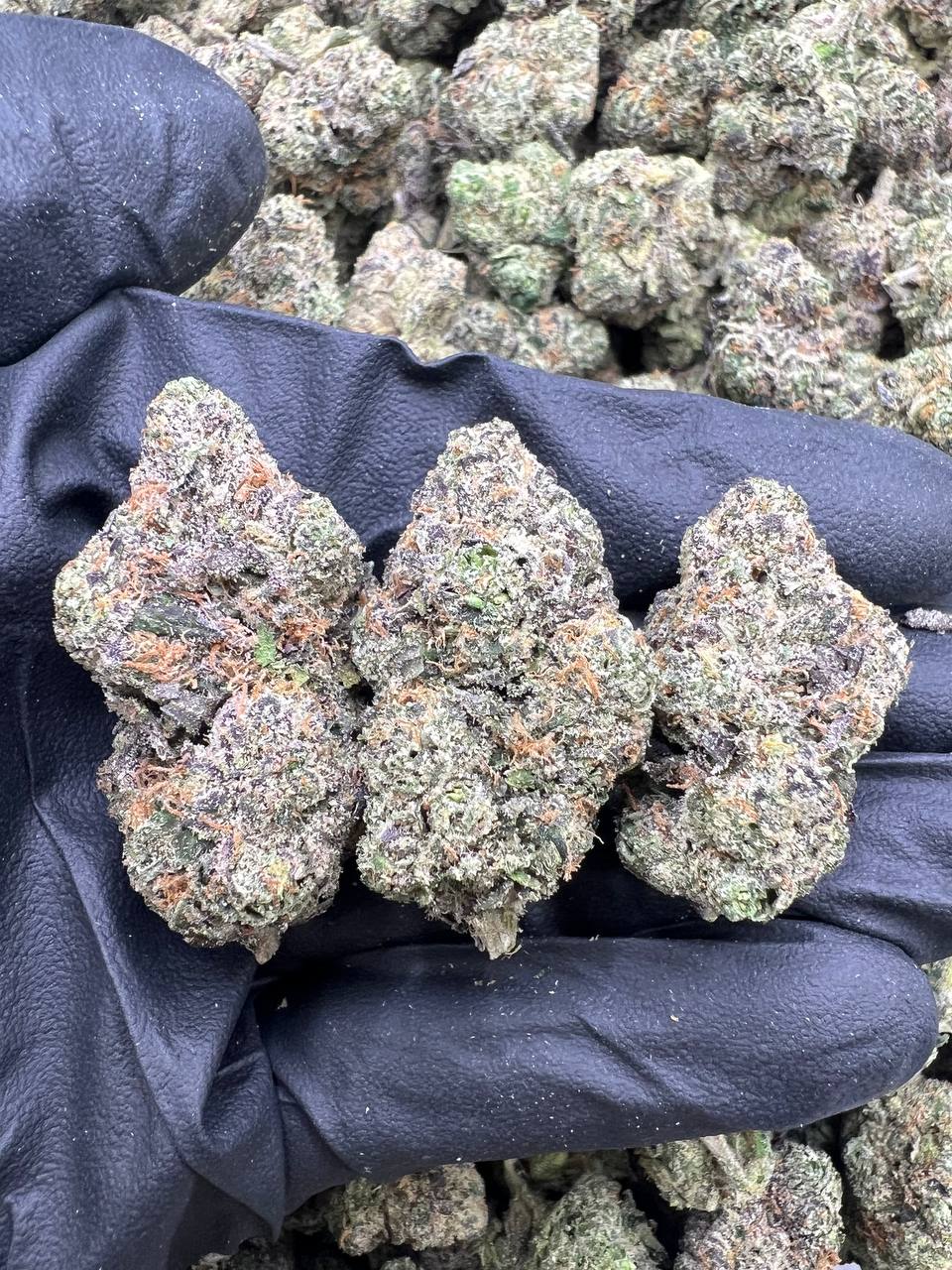 Cherry Gelato