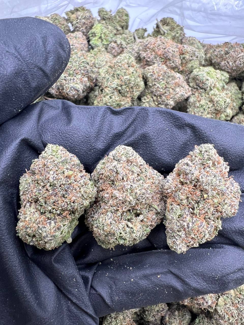 Super Lemon Cherry