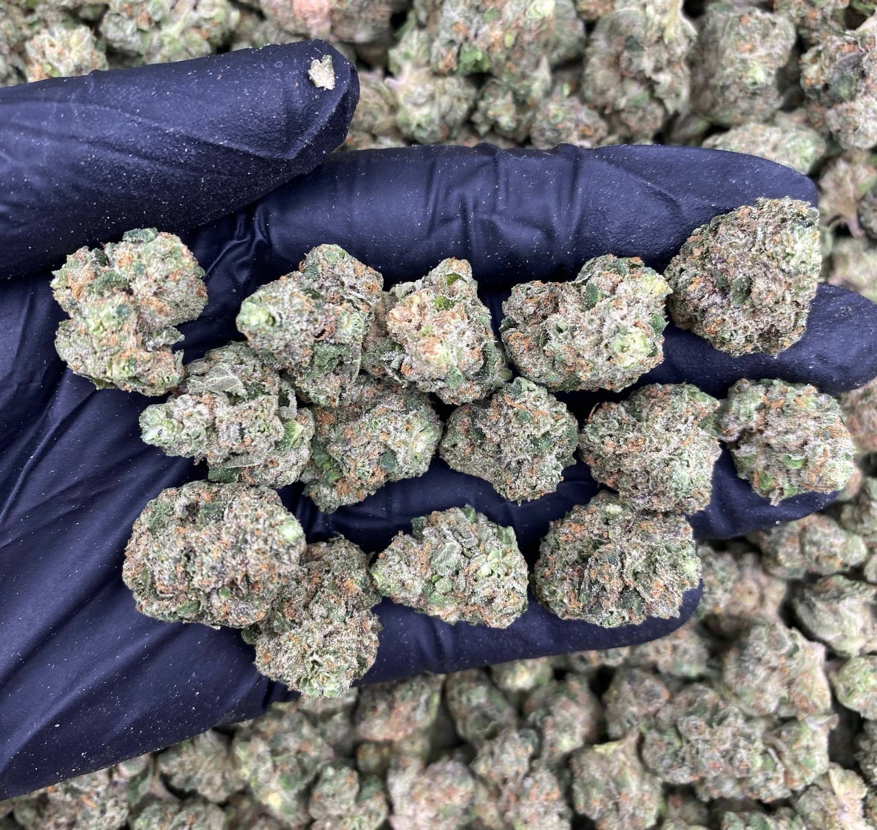 Candy Zizzurp Runtz Mediums