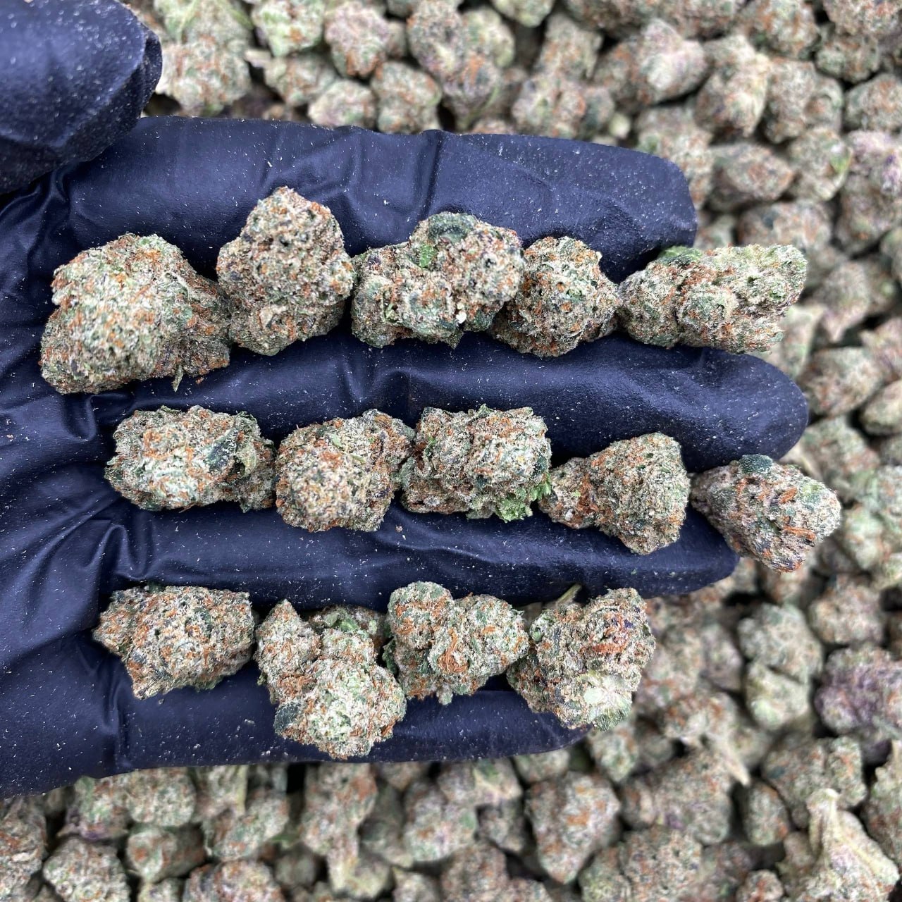 Frozen Gusherz Smalls