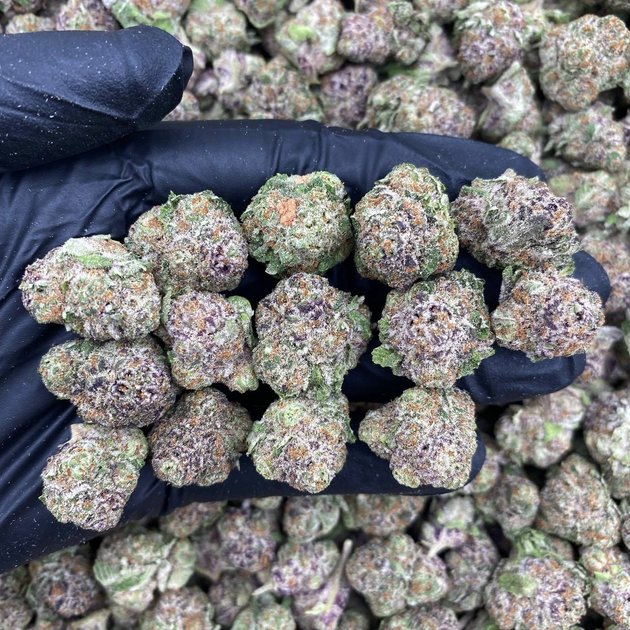 Sugar Baby Runtz Mediums