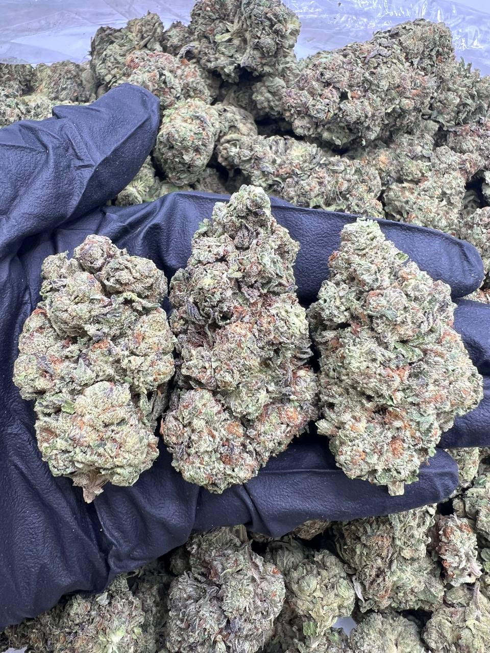 Purple Spacelato