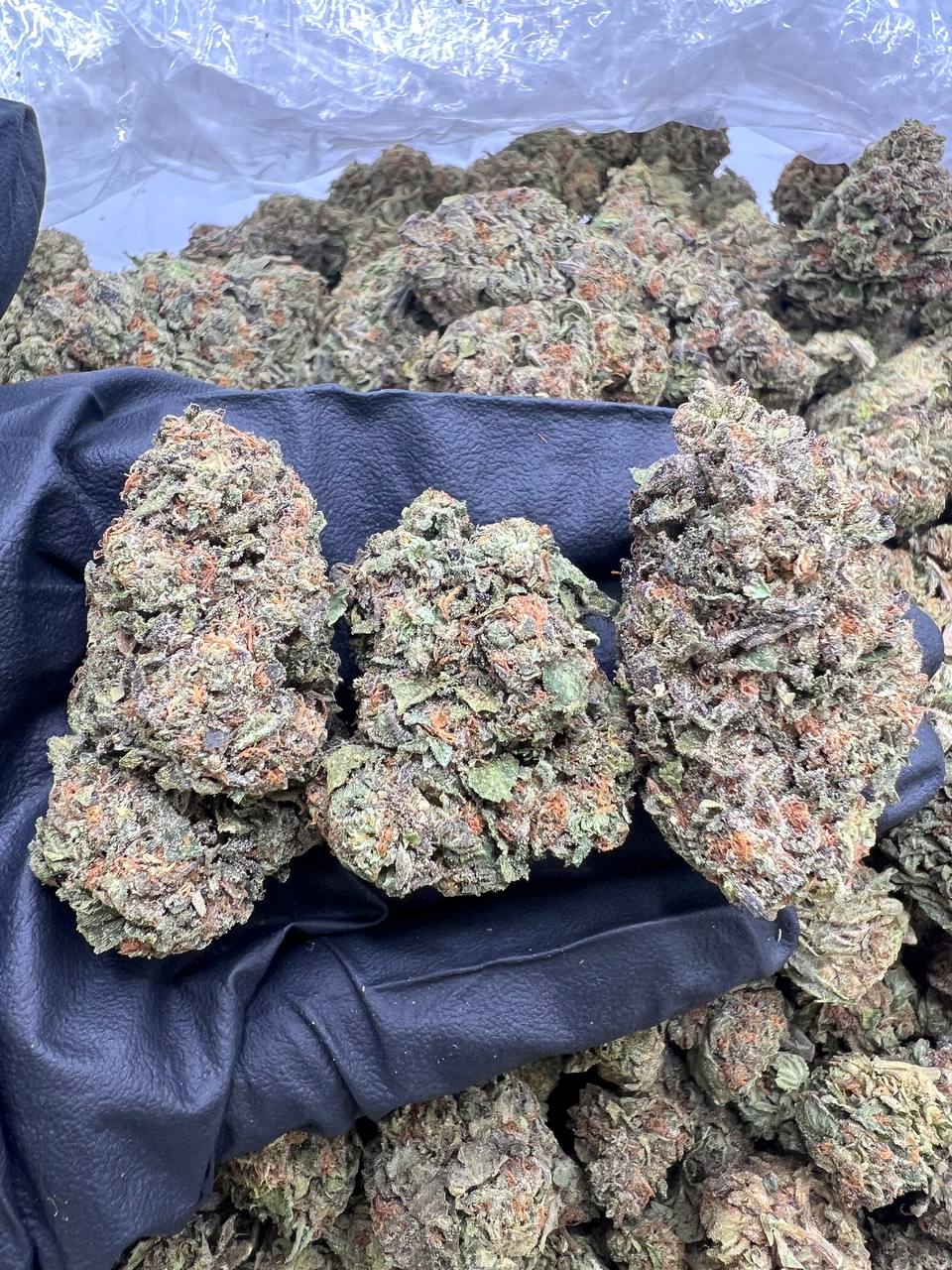 Guava Gelato