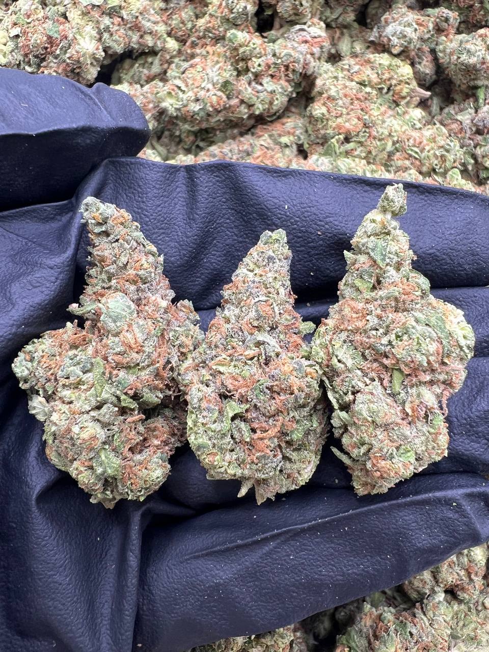 Grape Jack