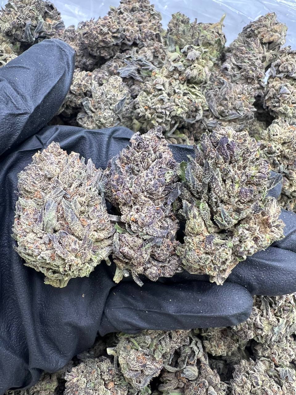 Purple Ube