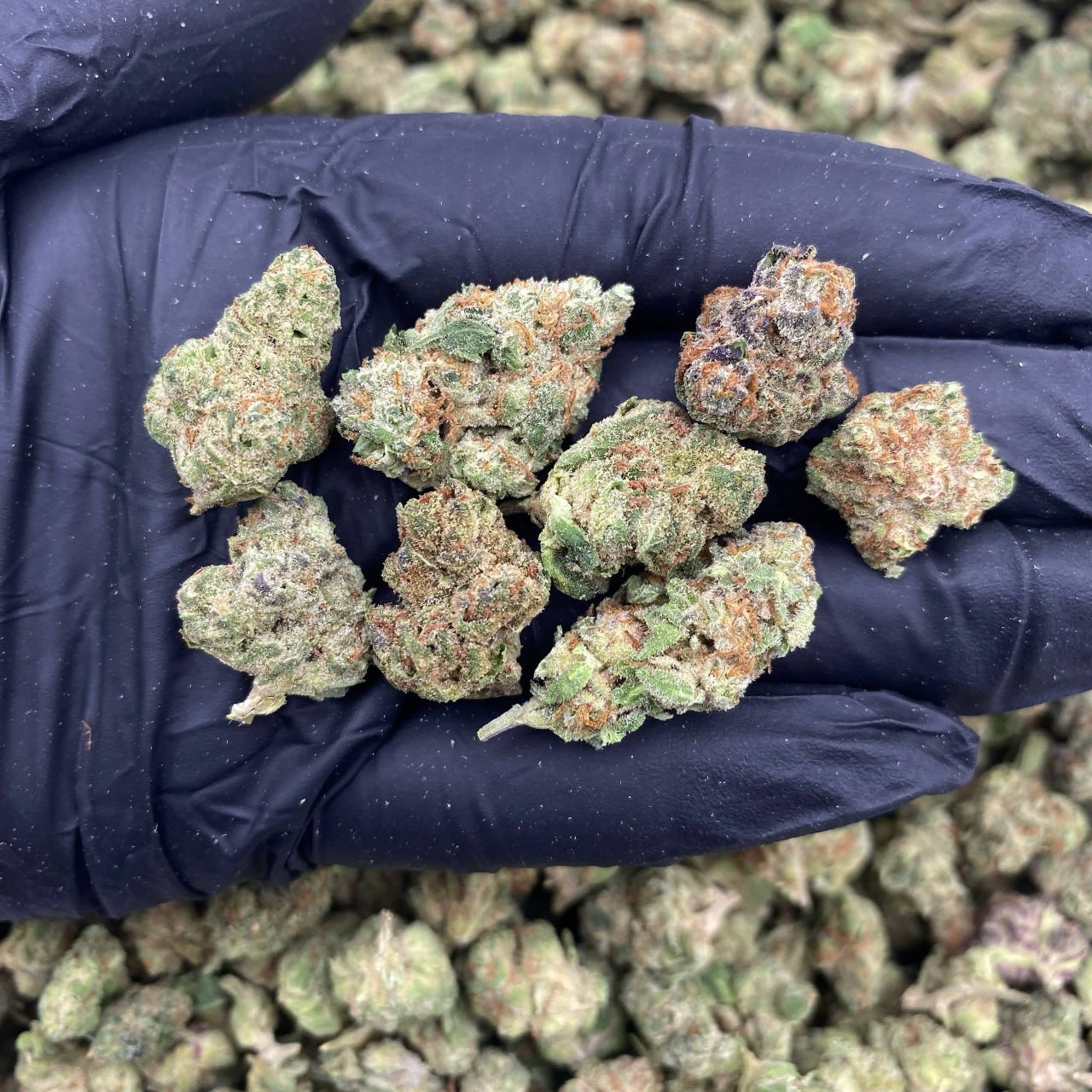 Purple Jolly Ranchers Hs Mediums
