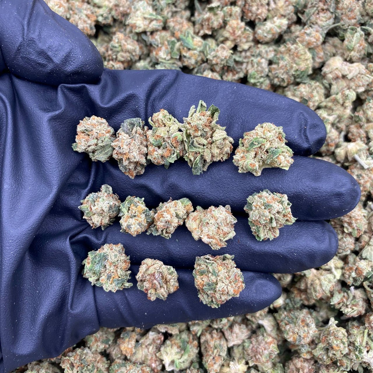 Green Skittlez Hs Smalls