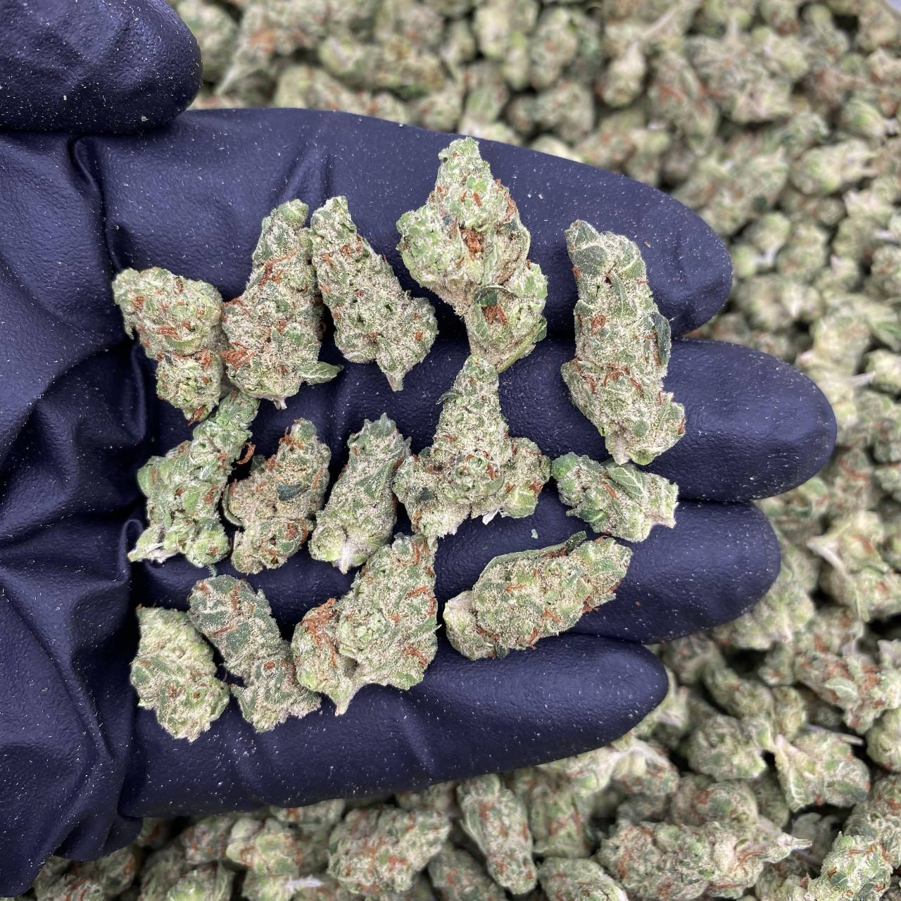 Grape Popz Hs Smalls