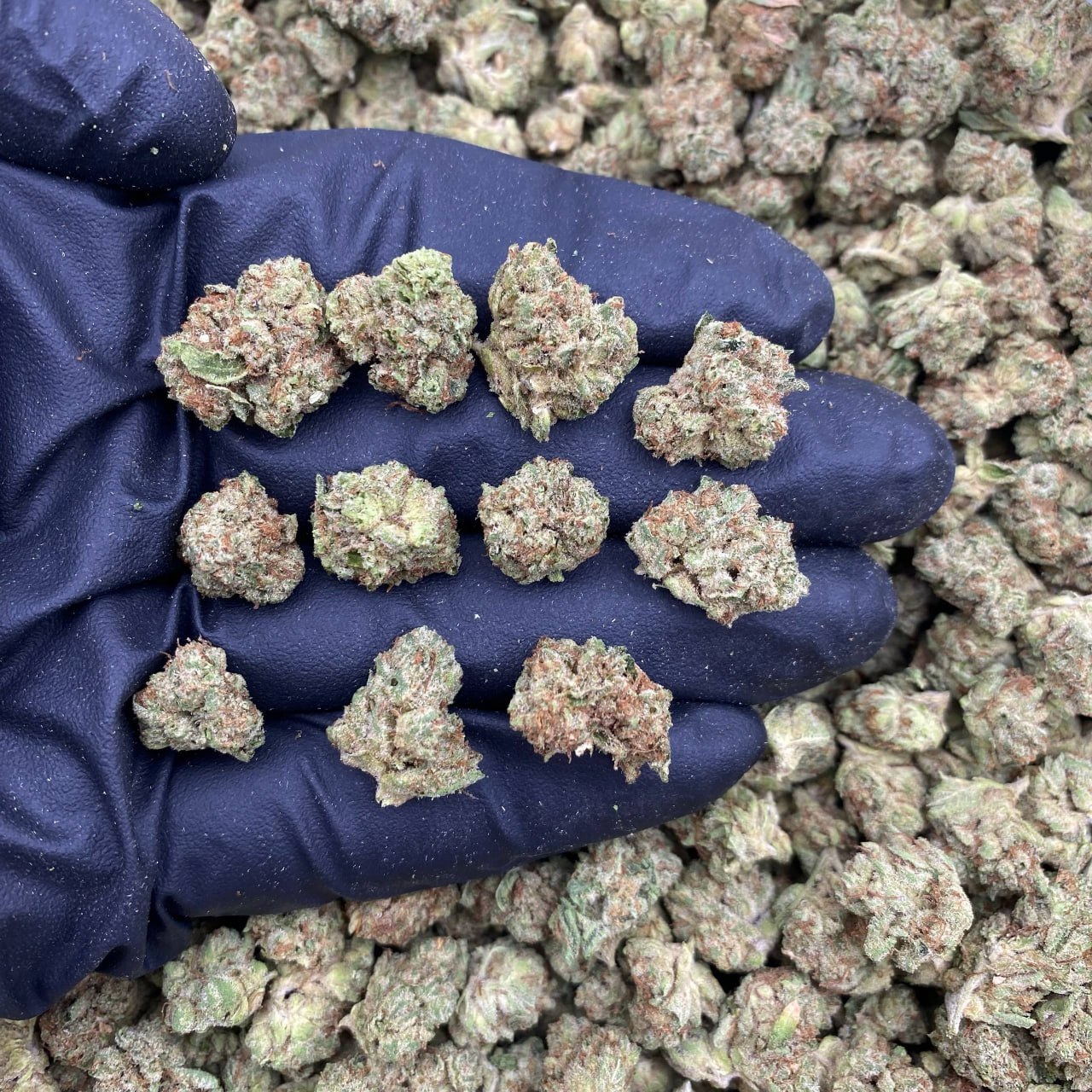 Purple Punch Hs Smalls