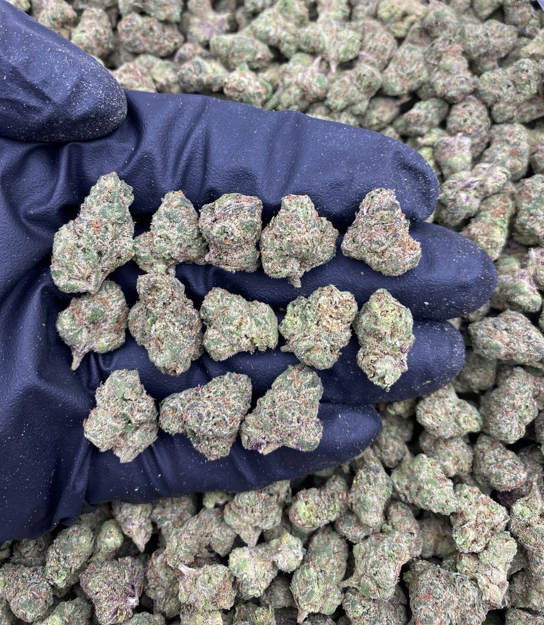 Birthday Gelato Hs Smalls