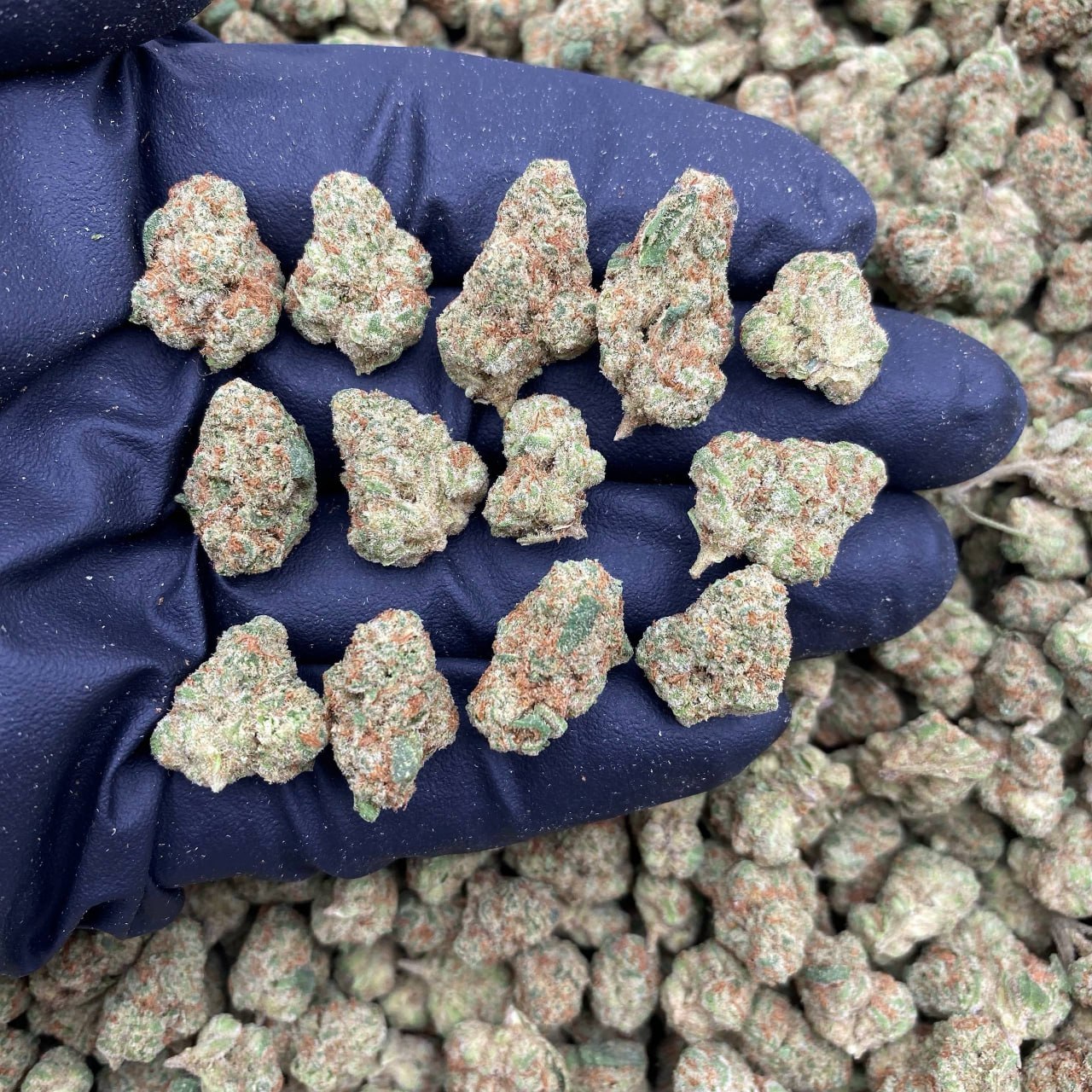 Purple Nukes Hs Smalls